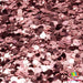 Chunky Rose Gold | Glitter from The Glitter Guy
