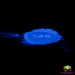 Spooky D's Glow Powder - Sky Blue | Mica Powder from The Glitter Guy